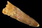 Bargain, Spinosaurus Tooth - Real Dinosaur Tooth #159174-1